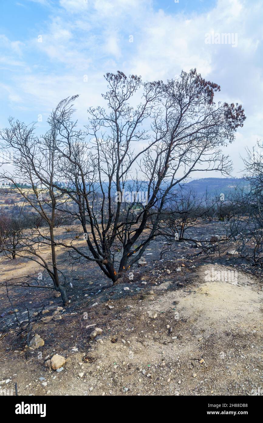 View of burnt trees in Har HaTayyasim (pilots mountain), a planted forest on the outskirts of West Jerusalem, central Israel Stock Photo