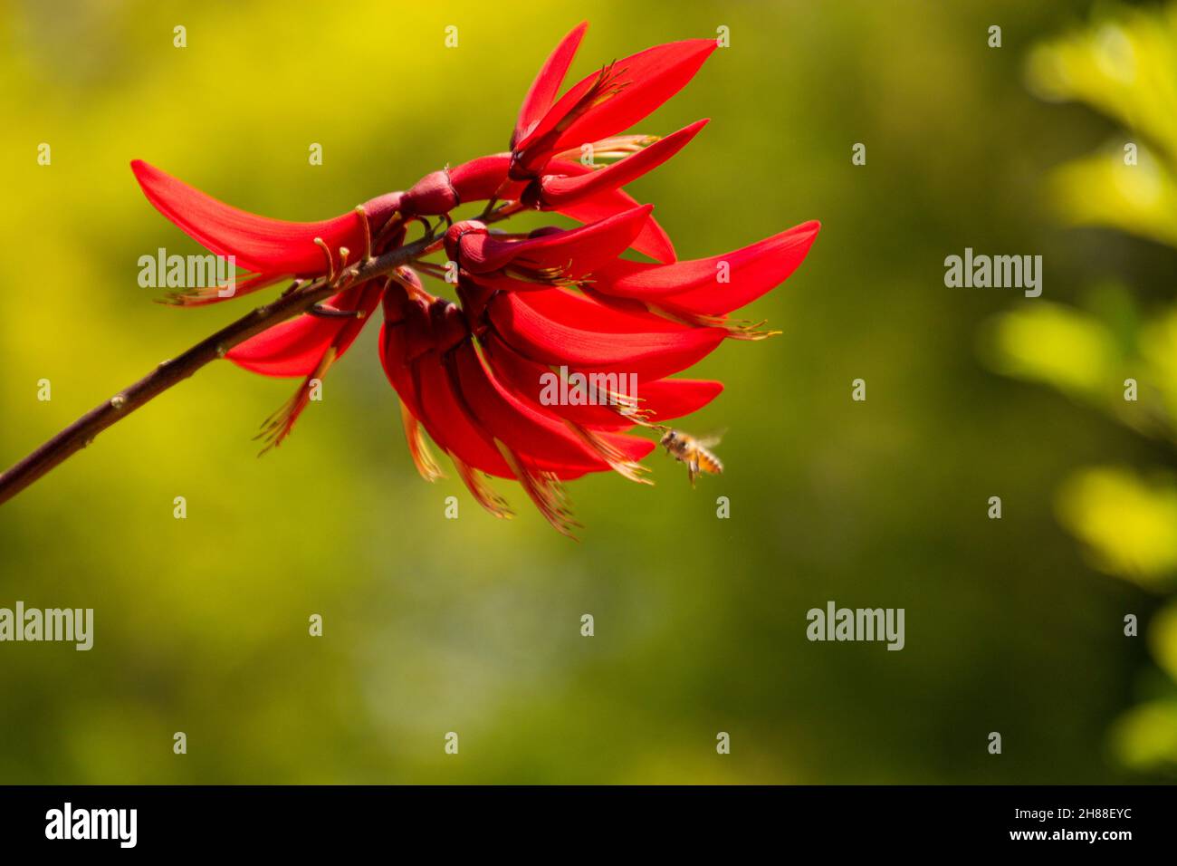 Indian coral tree flowering in summer Stock Photo
