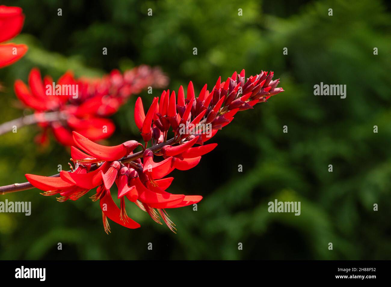 Indian coral tree flowering in summer Stock Photo