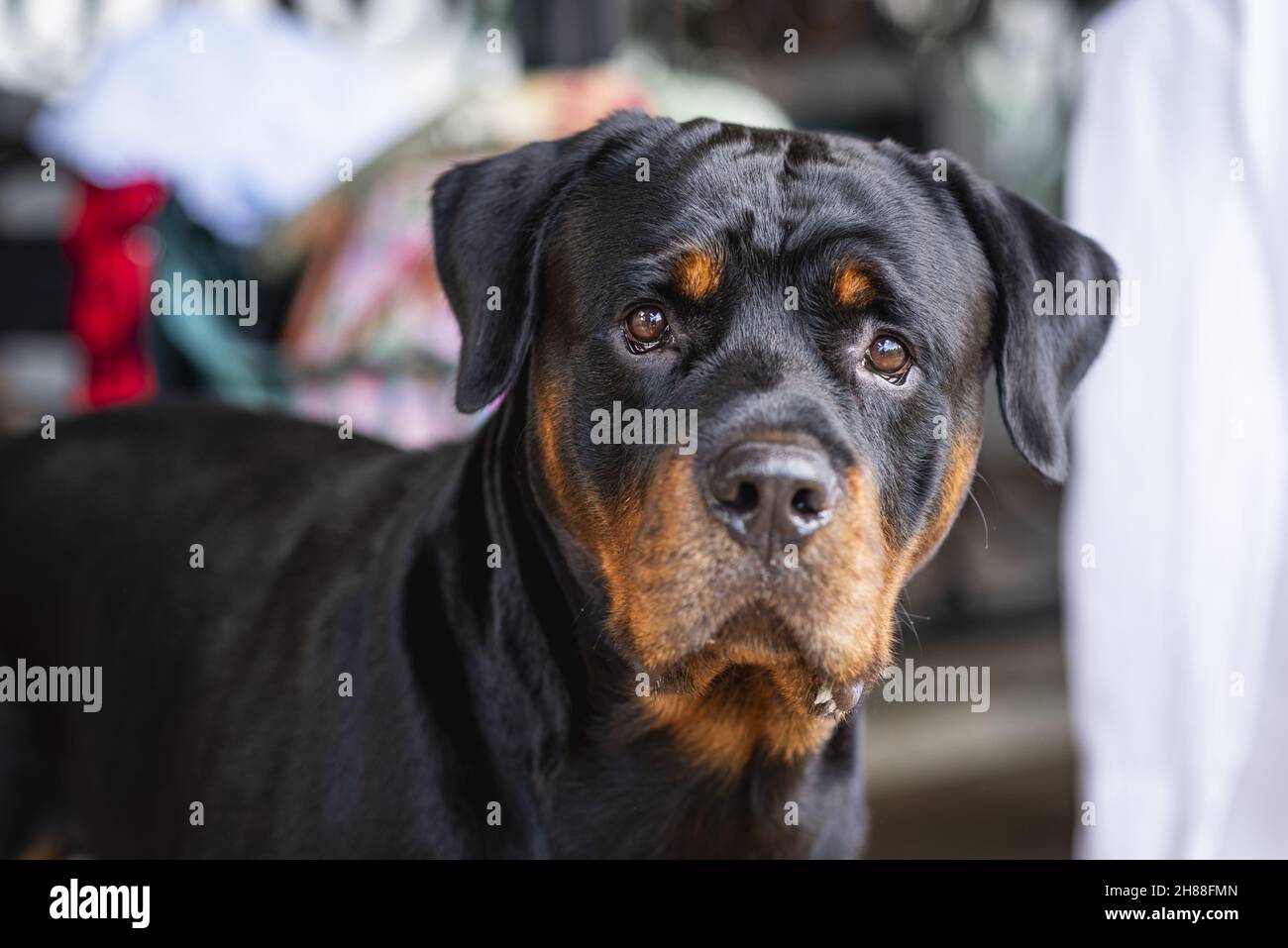 Rottweiler diet in clearance hindi