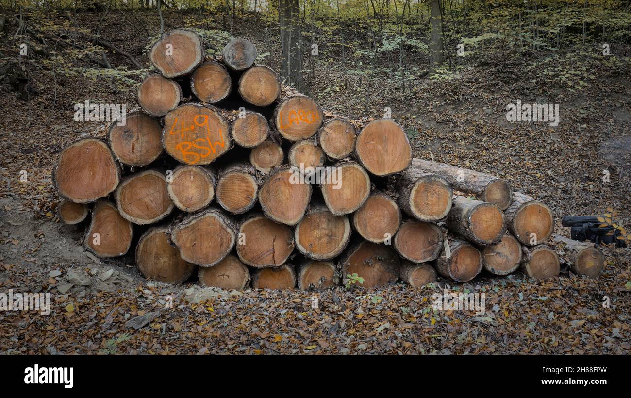 Larch tree wood texture hi-res stock photography and images - Alamy