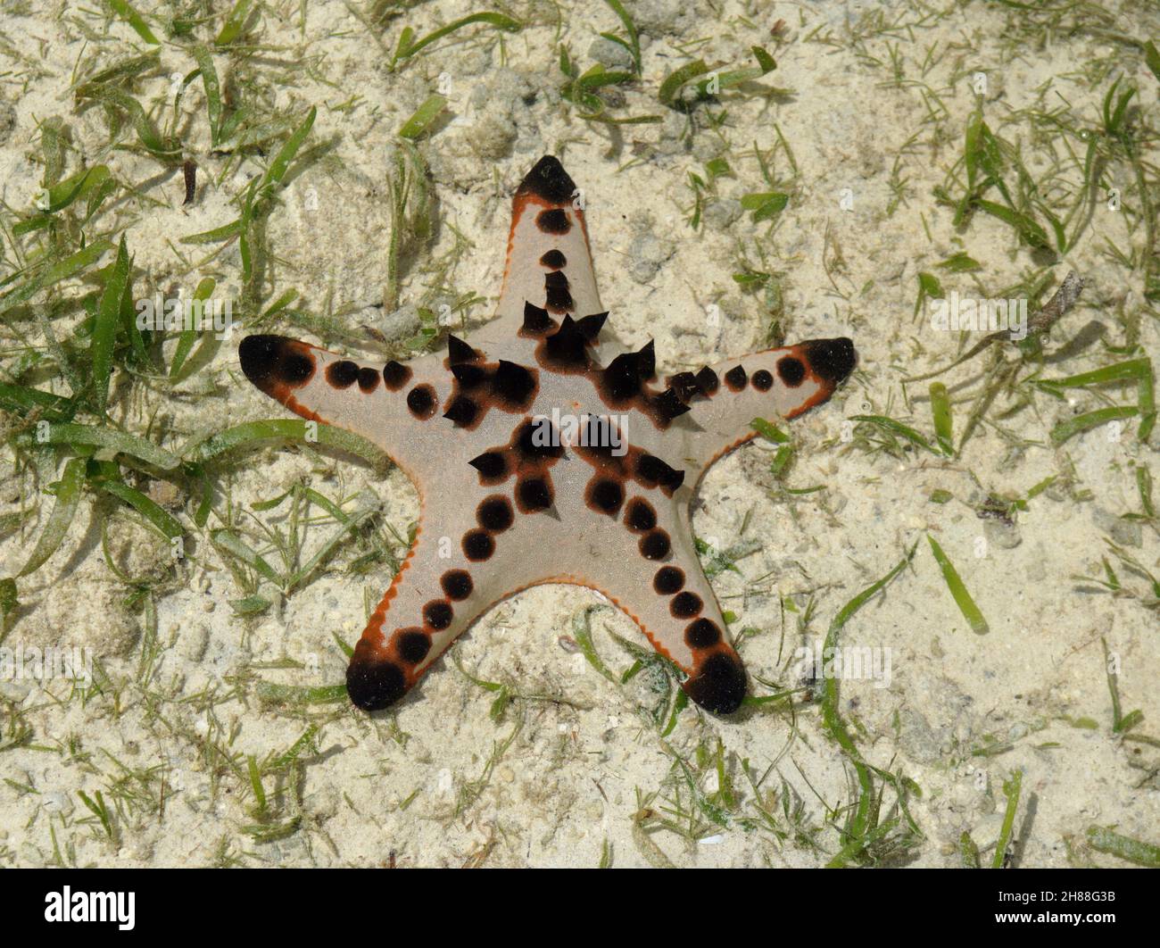 Chocolate chip starfish around Biak, West Papua, Indonesia Stock Photo