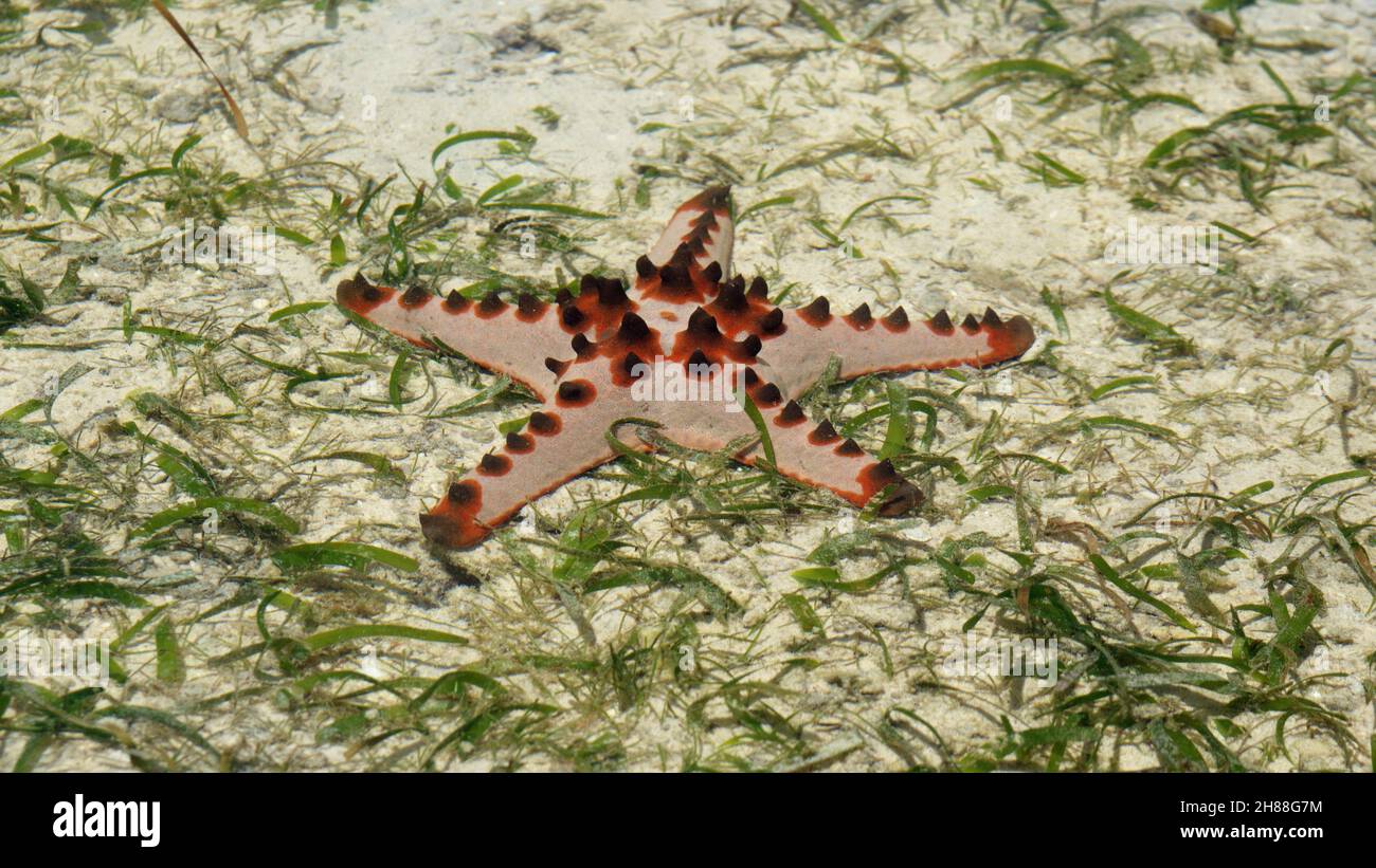 Chocolate chip starfish around Biak, West Papua, Indonesia Stock Photo