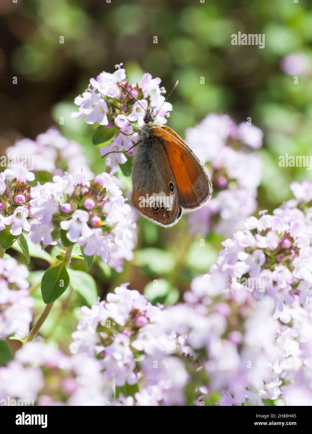 COENONYMPHA ARCANIA pearly heath butterfly Stock Photo