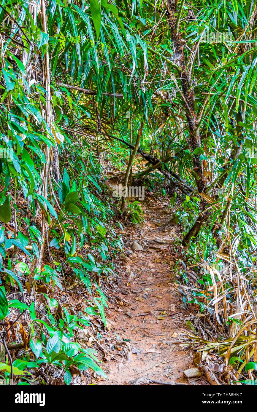 Tropical jungle forest with palm trees hiking nature trail and path in ...