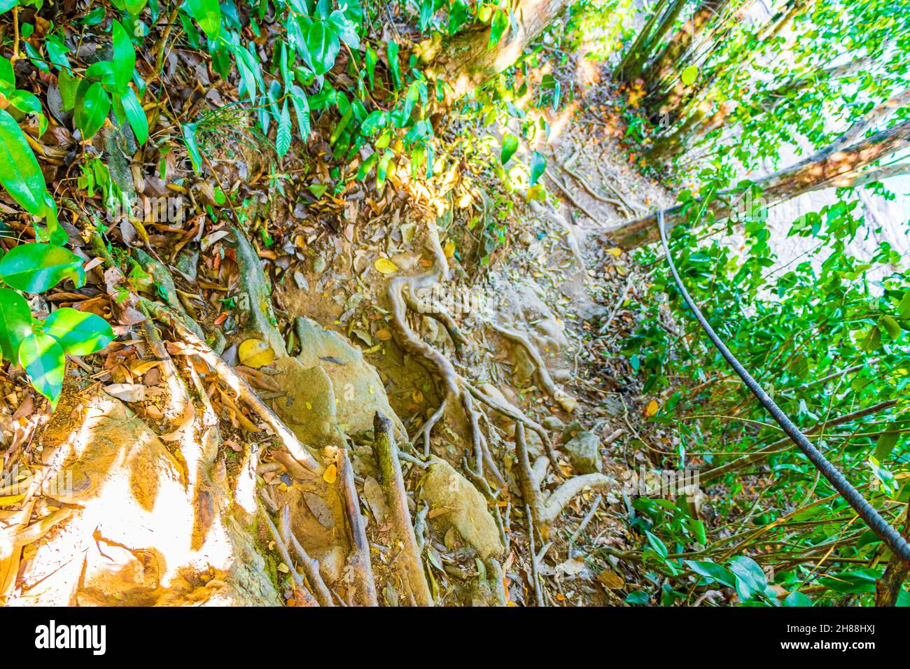 Tropical jungle forest with palm trees hiking nature trail and path in ...