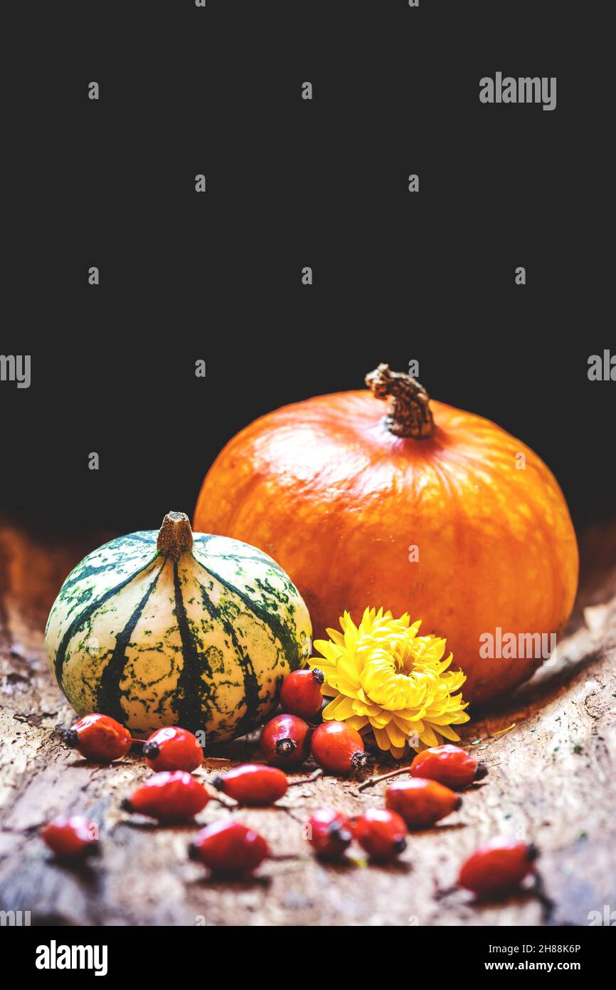 Thanksgiving day greeting card concept. Pumpkin, gourd, rosehip and dried flower on dark background Stock Photo
