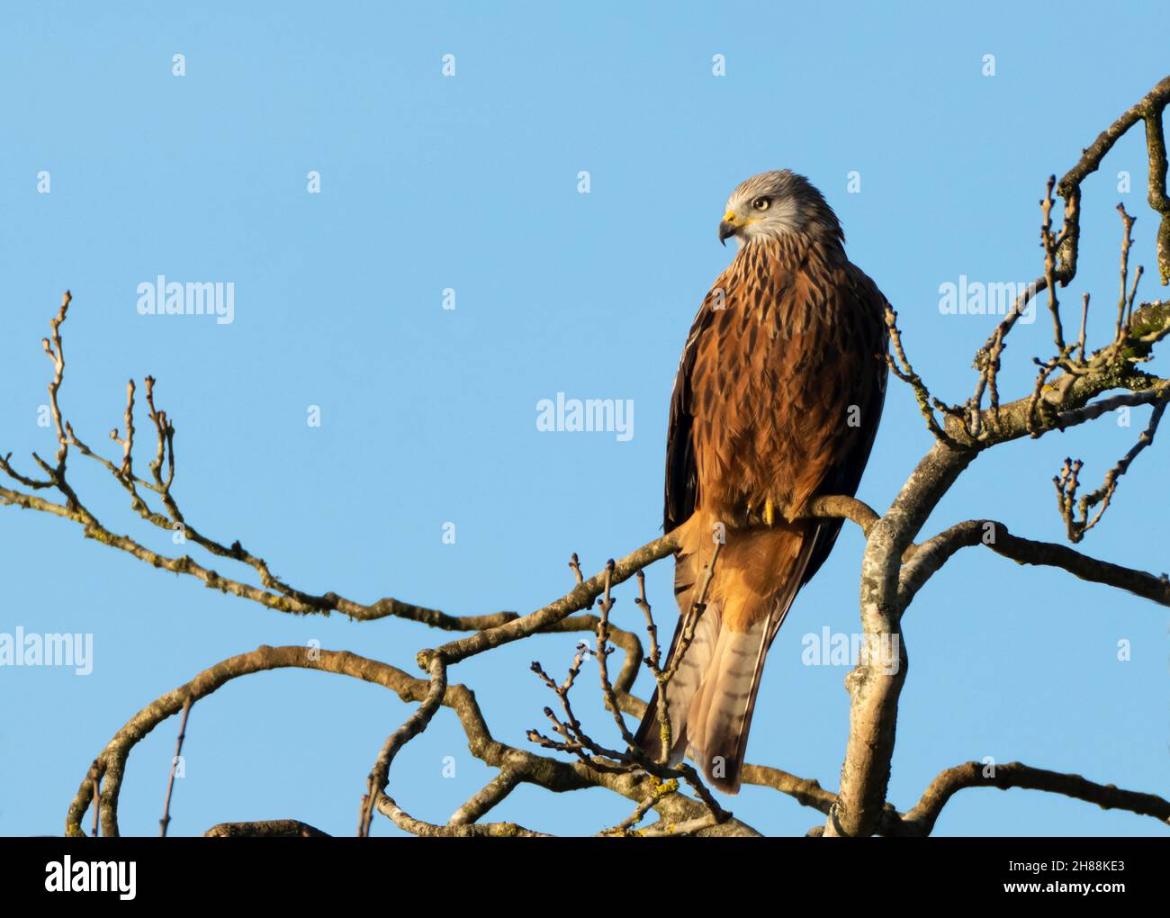A wild Red Kite (Milvus milvus) perched on lookout for prey early morning in the Cotswolds, Gloucestershire Stock Photo
