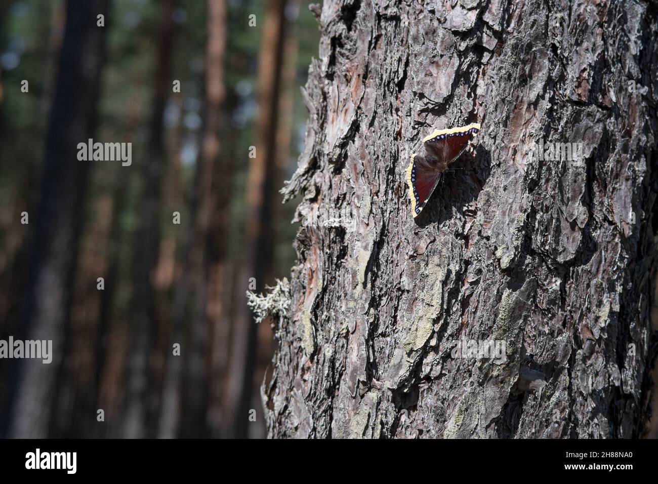 A butterfly on a pine tree Campberwell beauty Mourning cloak Trauermantel Nymphalis antiopa Stock Photo