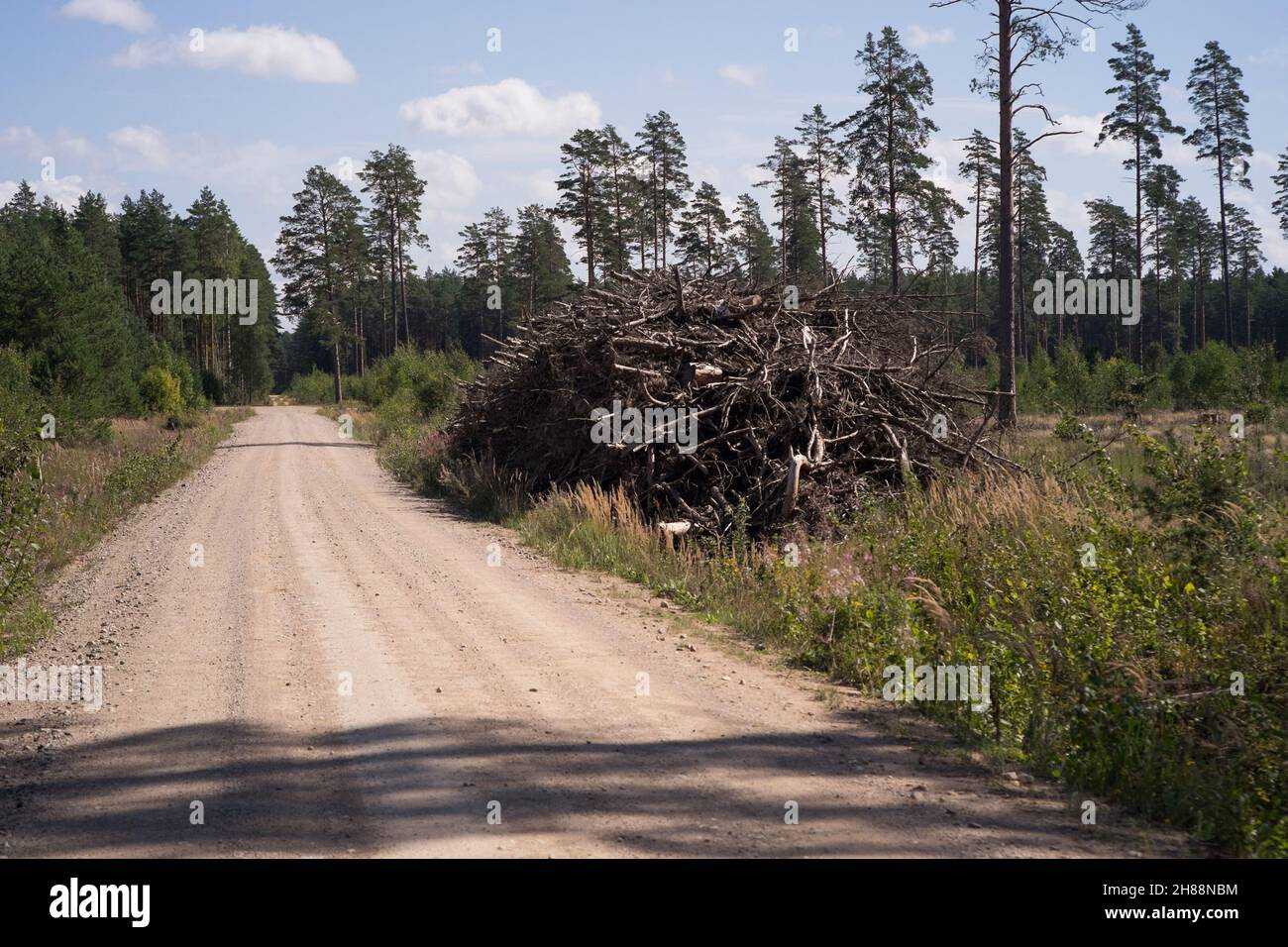 A pile of dead trees and branches on the side of a gravel road Latvia Stock Photo