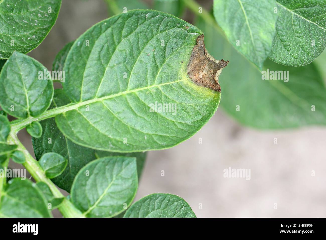 Leaves of potato plant Stricken Phytophthora (Phytophthora Infestans). Close Up. Stock Photo