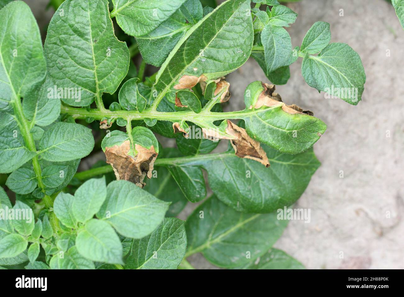 Leaves of potato plant Stricken Phytophthora (Phytophthora Infestans). Close Up. Stock Photo