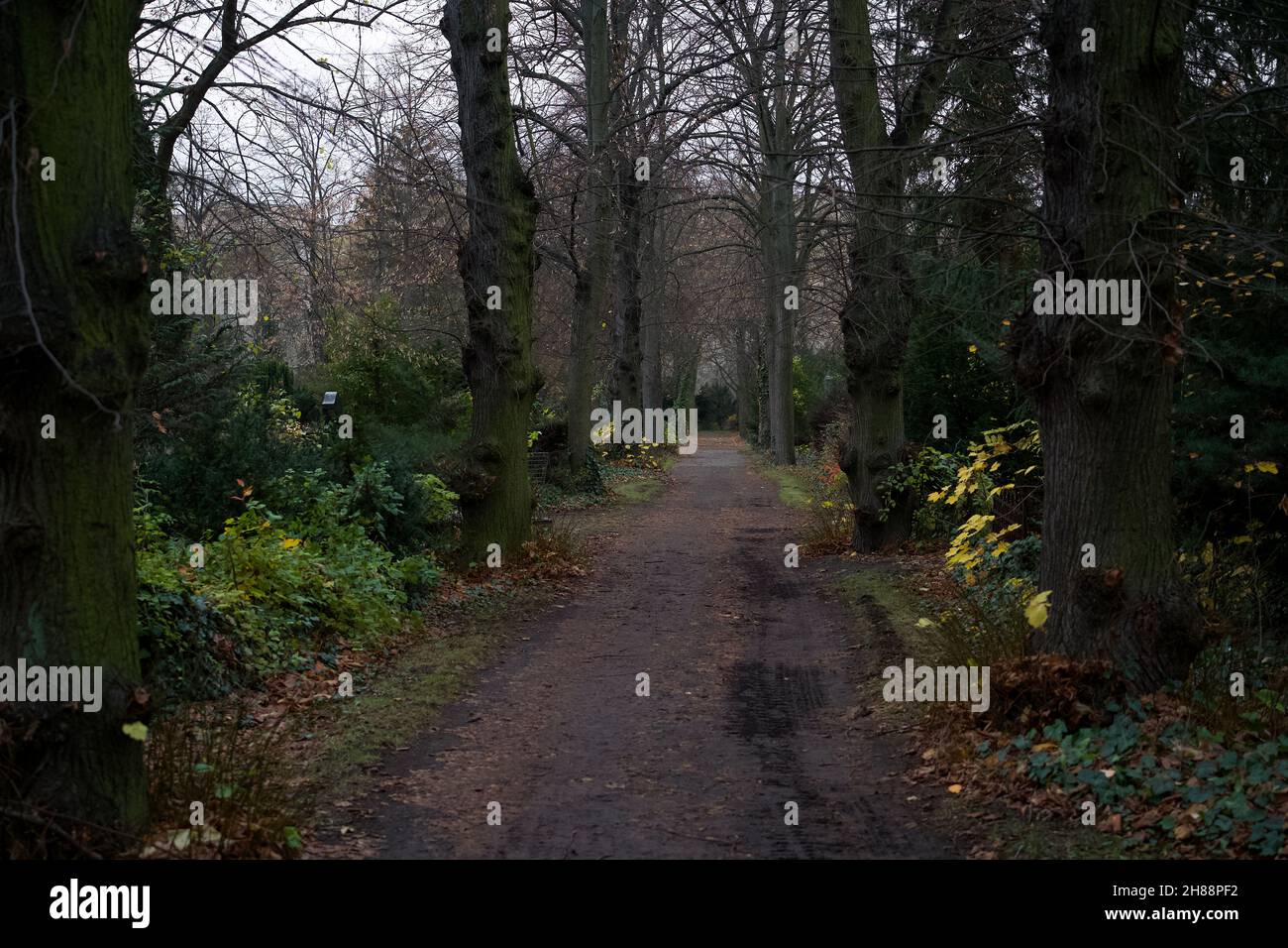 Footpath through trees and bushes on the cemetery Alter Luisenstadt Kirchhof in Berlin, Kreuzberg on a cloudy fall winter day. Stock Photo