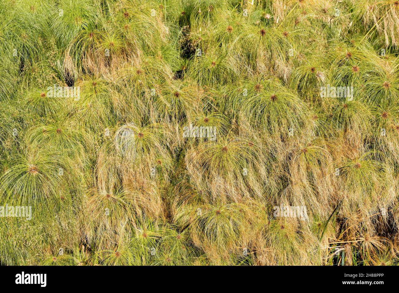 Closeup of a green papyrus plants (Papyrus Reeds) in the Ortigia island ...