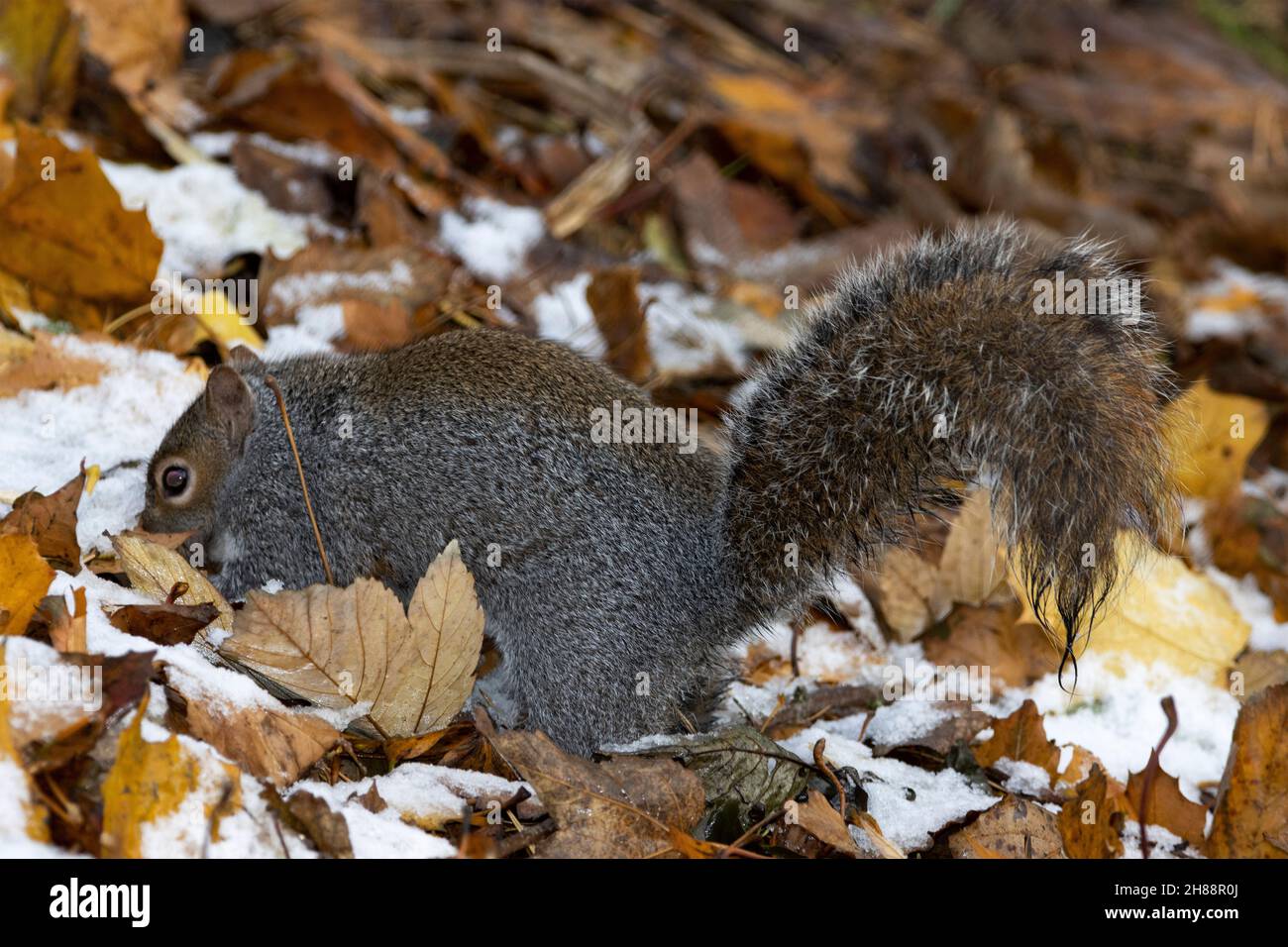 In early winter Grey Squirrels are still storing excess food to recover when winter gets tougher. Remembering where many of items of food are hidden Stock Photo