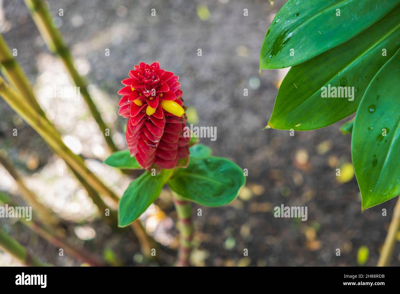 Beautiful view of best ornamental gingers Costus comosus Red Tower flower. Beautiful nature backgrounds. Sweden. Stock Photo