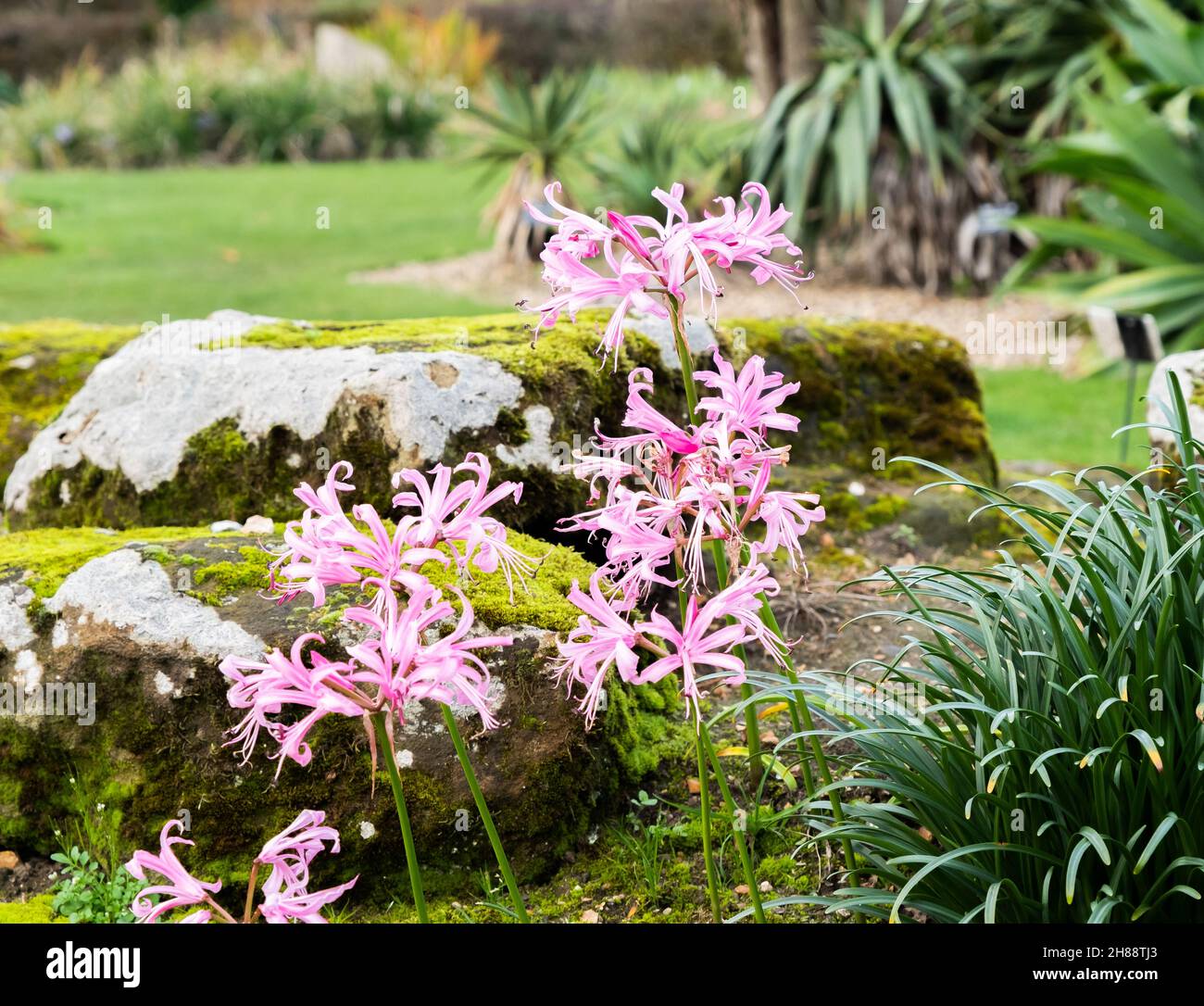Flowering Nerine Bowdenil or Cornish Bowden Lily flowers growing in Cambridge Botanical Gardens Stock Photo