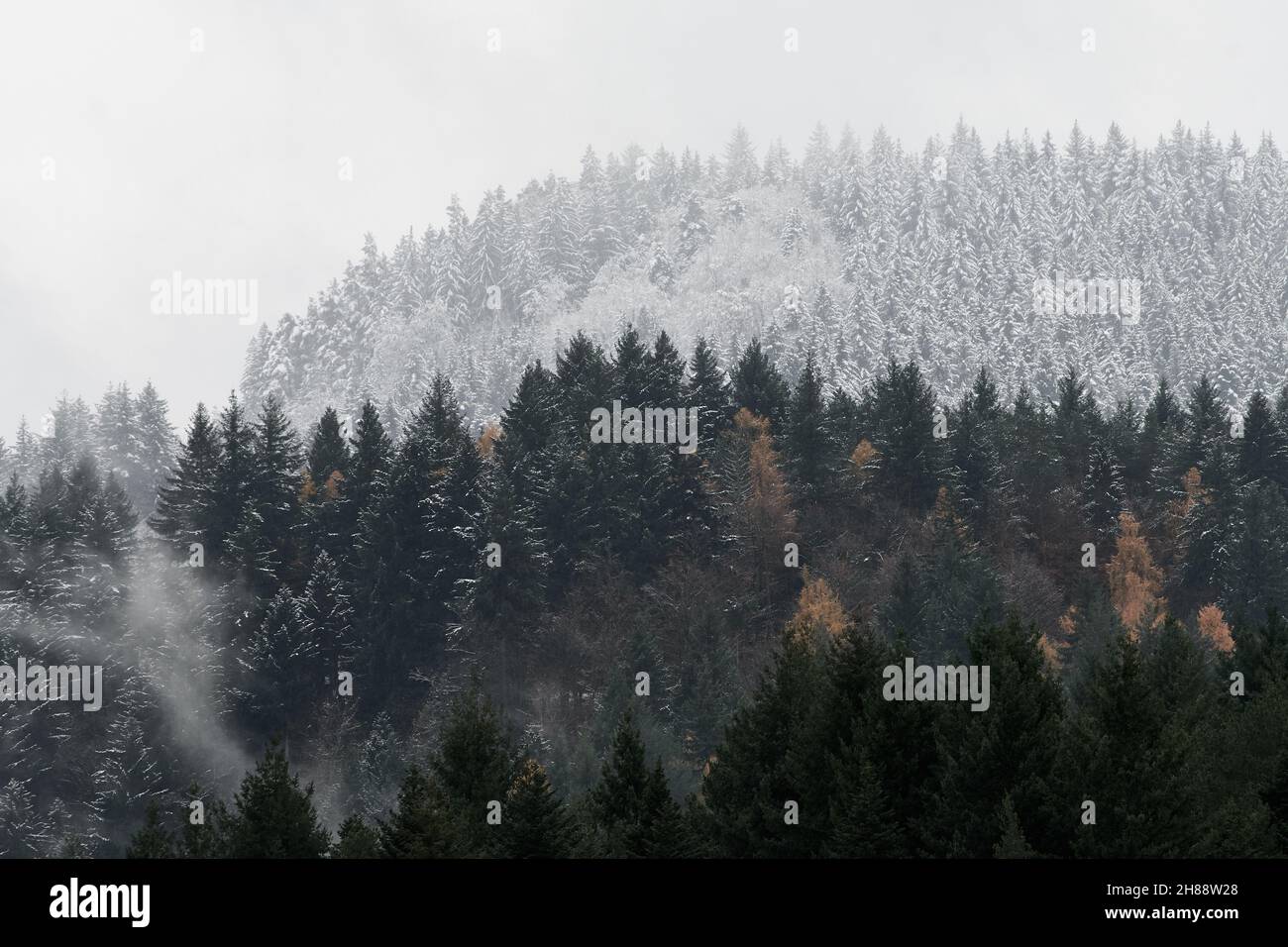 First snow in Black Forest on a misty day near Geroldsau, Germany Stock ...