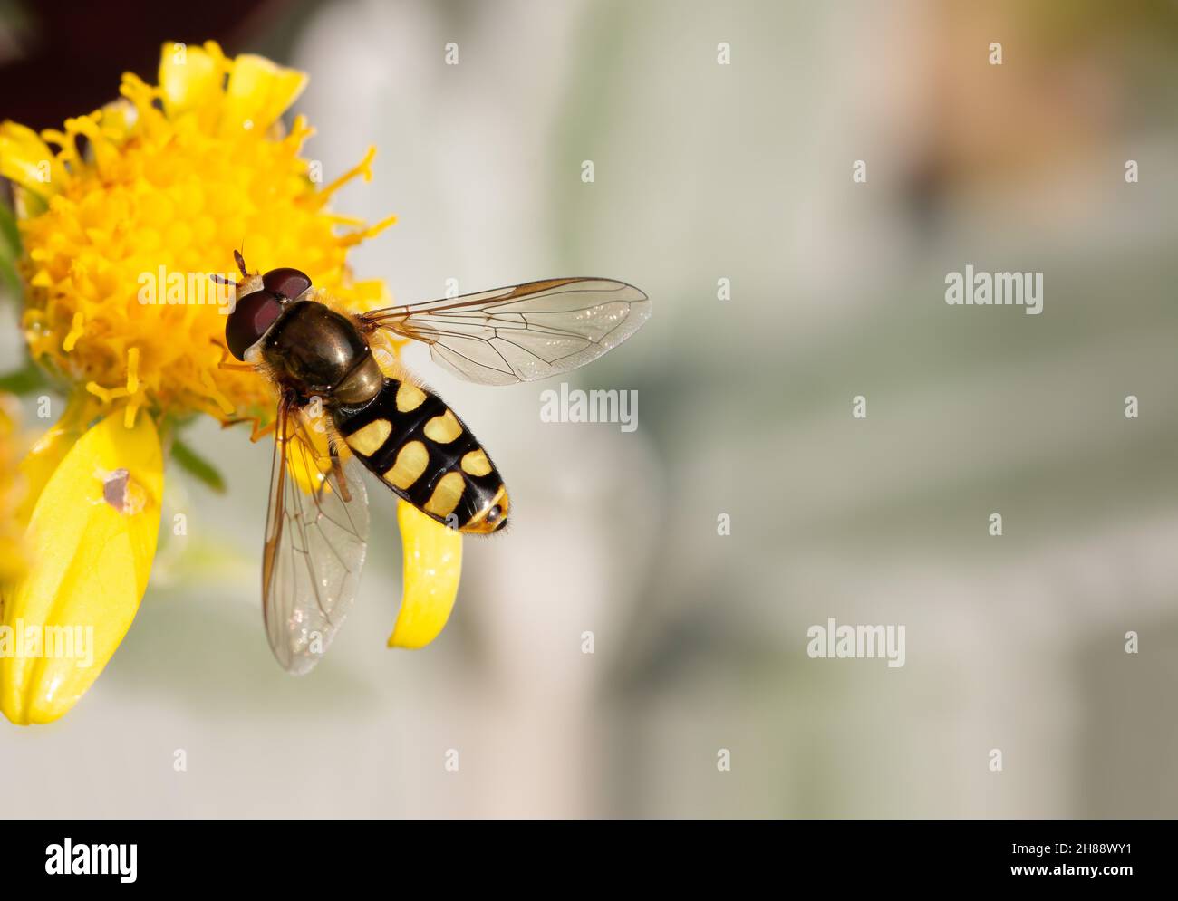 Hover fly / Marmalade hoverfly (Episyrphus balteatus) on yellow flower head with copy space Stock Photo