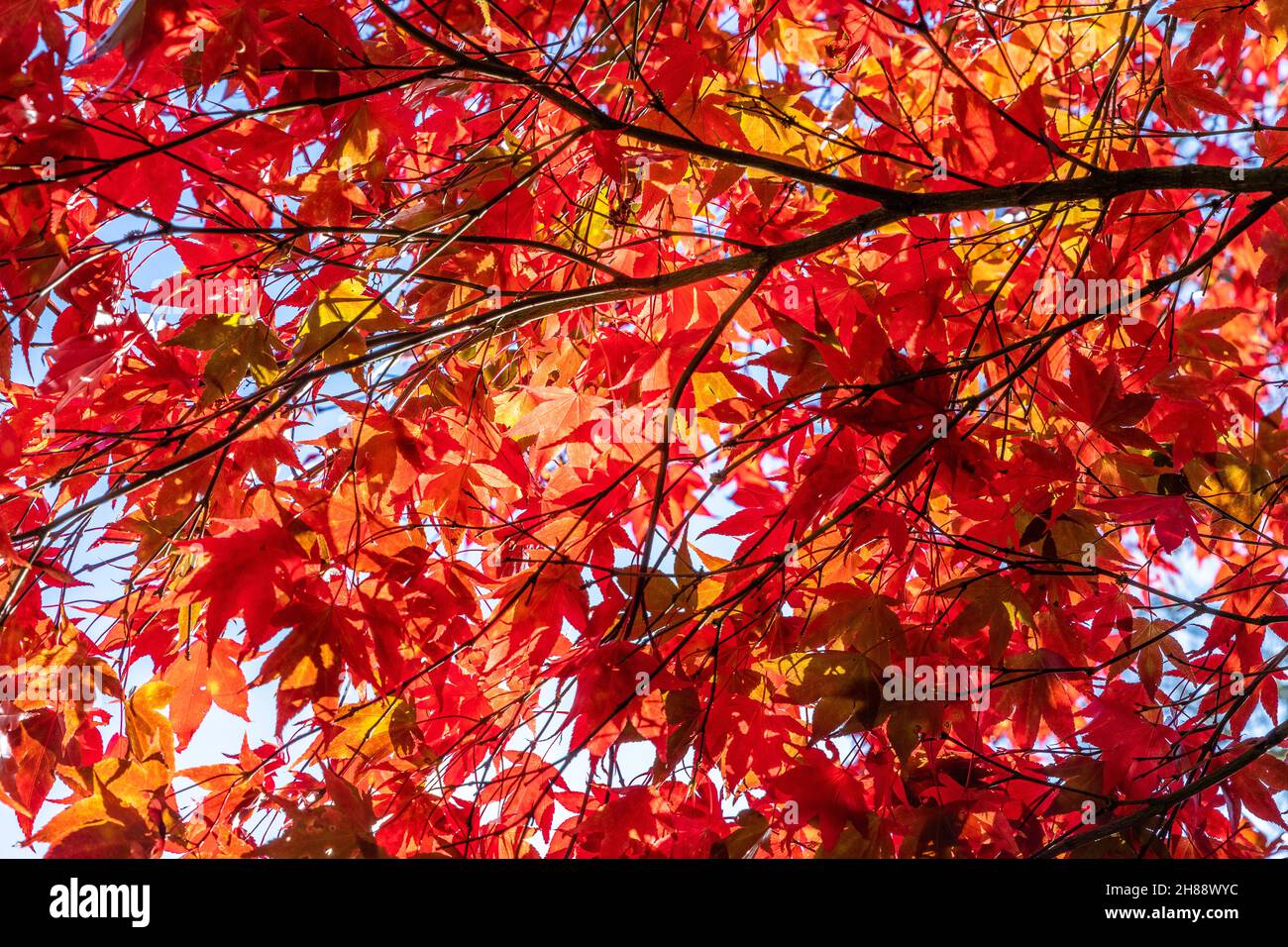 Colorful red / orange autumn leaves of the Maple tree backlit by the sun Stock Photo