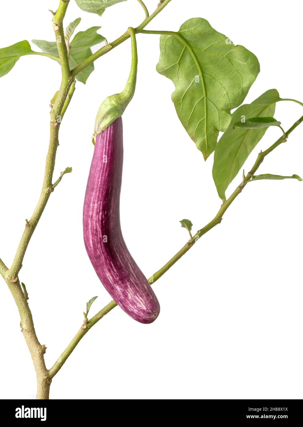 eggplant or brinjal plant, closeup of tropical vegetable isolated on