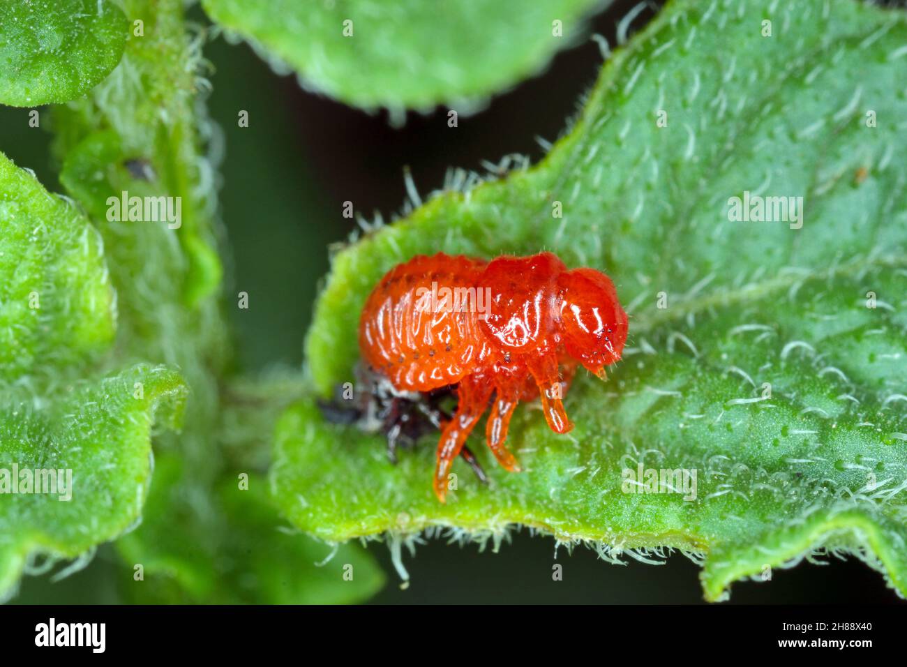 Colorado potato beetle larva during molting shedding old cuticle