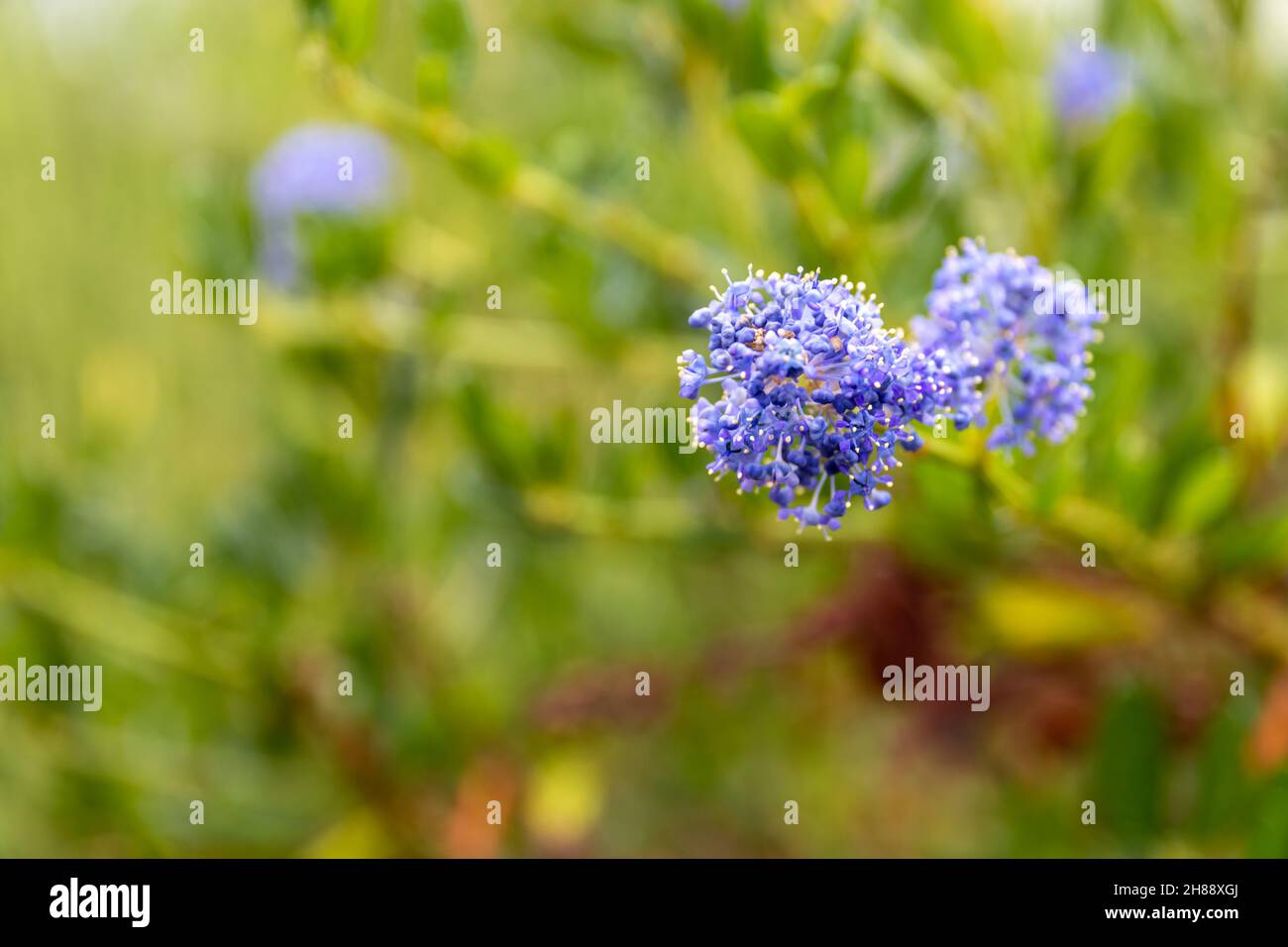 A closeup shot of Ceanothus impressus 'Victoria' flowers blooming in the garden on green background Stock Photo