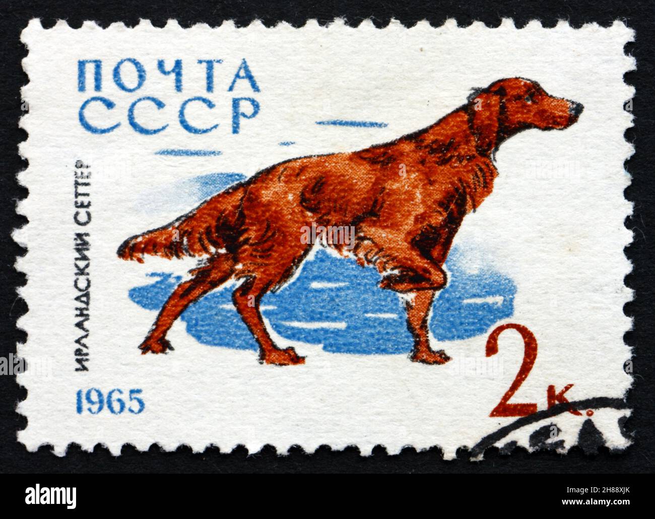RUSSIA - CIRCA 1965: a stamp printed in the Russia shows Irish Setter ...