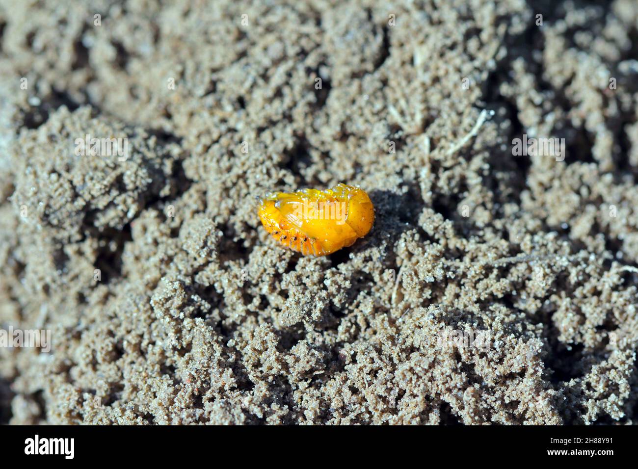 Pupa of Colorado potato beetle (Leptinotarsa decemlineata) the most