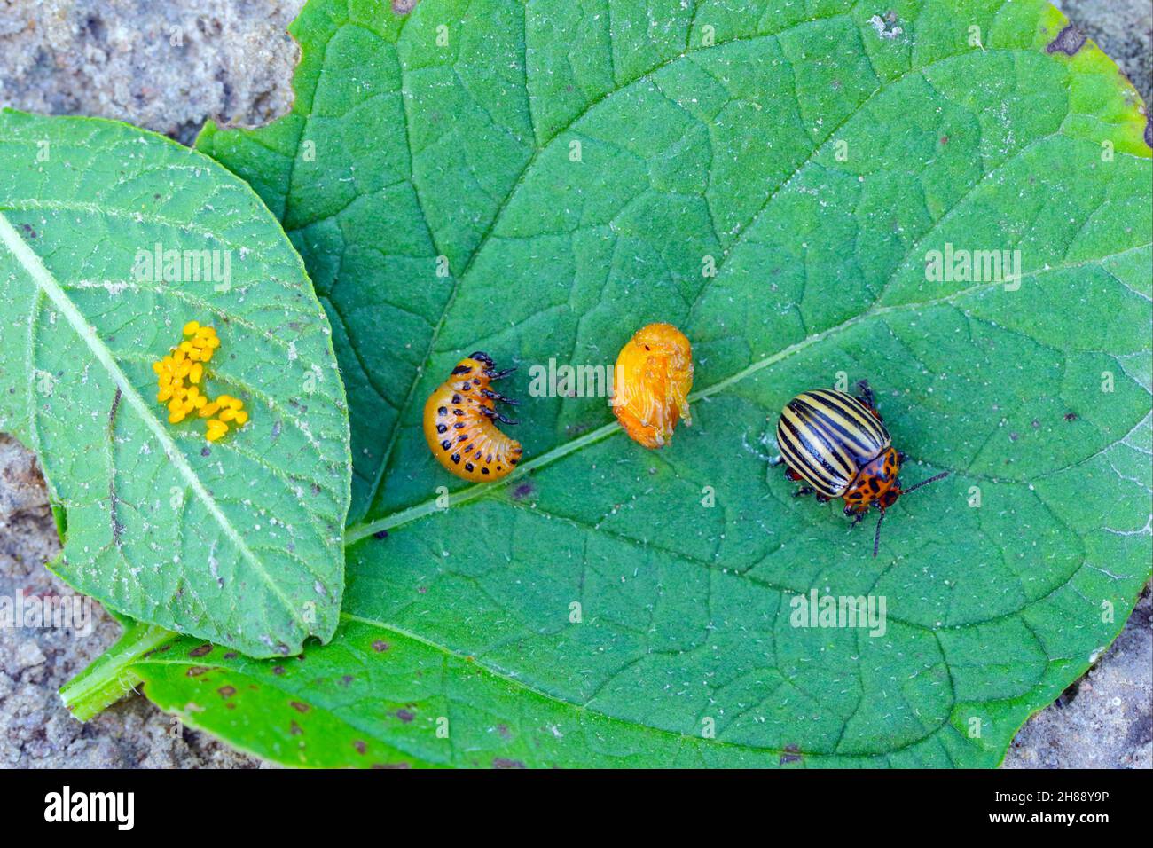 All developmental stages eggs, larva, pupa and beetle of Colorado