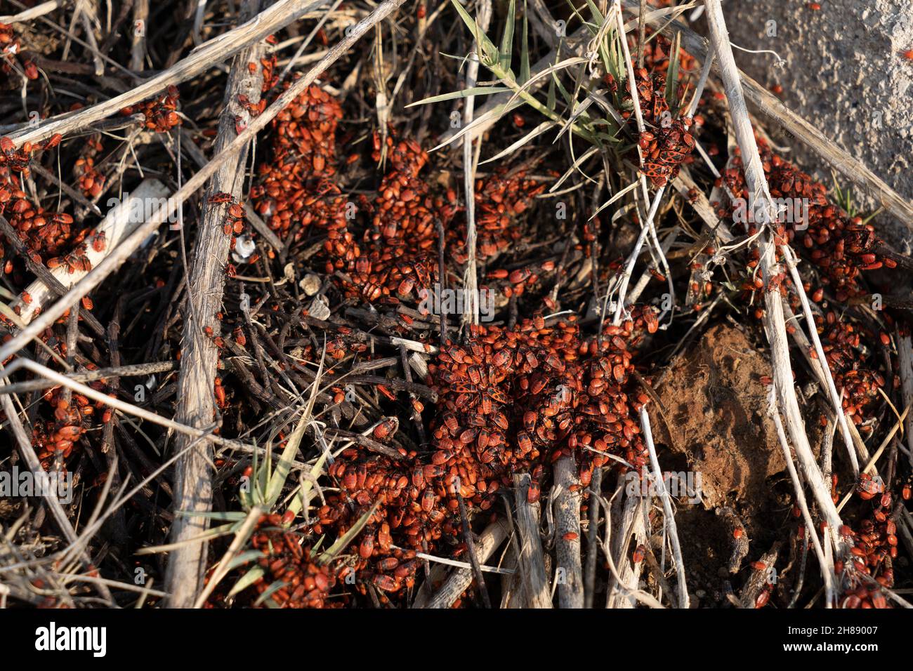 Firefly nest, with lots of beetles Stock Photo Alamy
