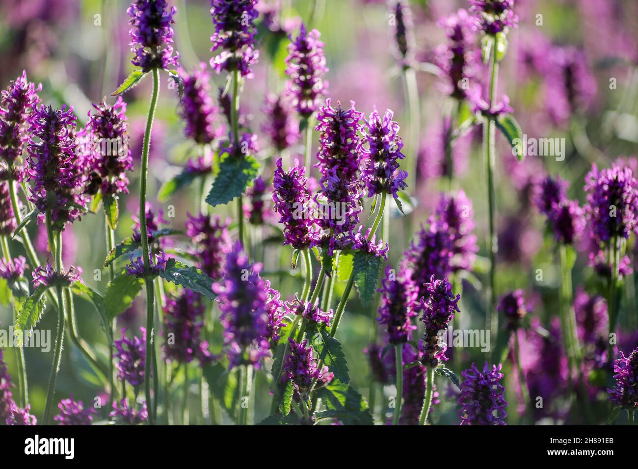 Purple medical plant Betony ( Stachys Officinalis) blooming in the ...