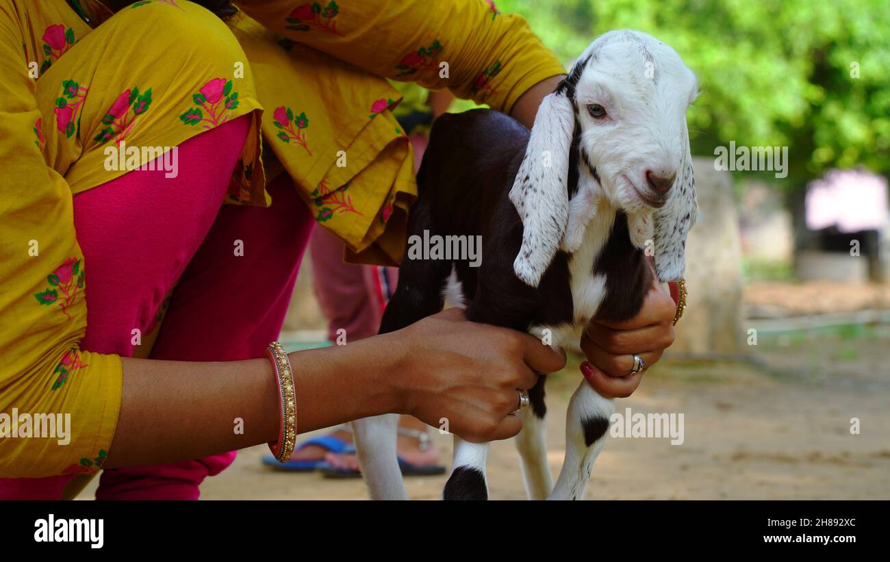 Portrait of a little goat kid standing in the animal farm. White and Black baby goat having fun inside a barn. Domestic animals in India Stock Photo