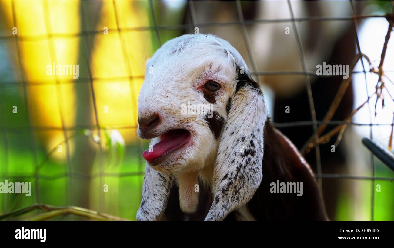 Newborn Goat baby sitting in the farm house with a sunny spring day ...