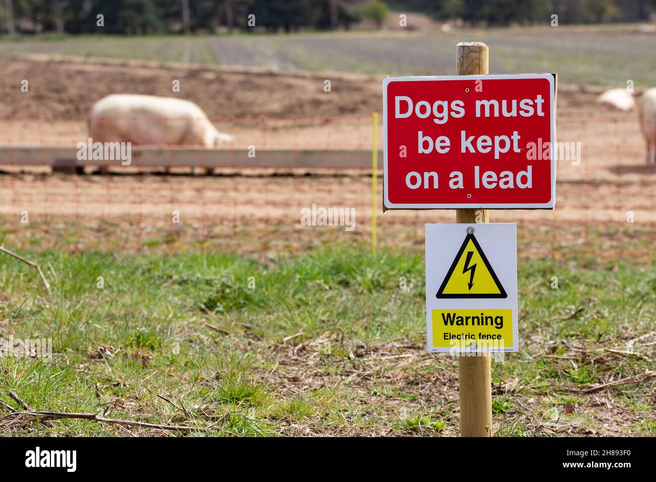 'Dogs must be kept on a lead' sign in front of outdoor reared Suffolk pigs. There is also a warning sign for an electric fence that is used to keep th Stock Photo