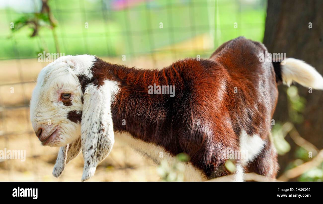 Newborn Indian Goat kid sitting in the green lawn. Cute white goat baby playing in the animal farm. Young domestic goatling standing in a barn. Stock Photo