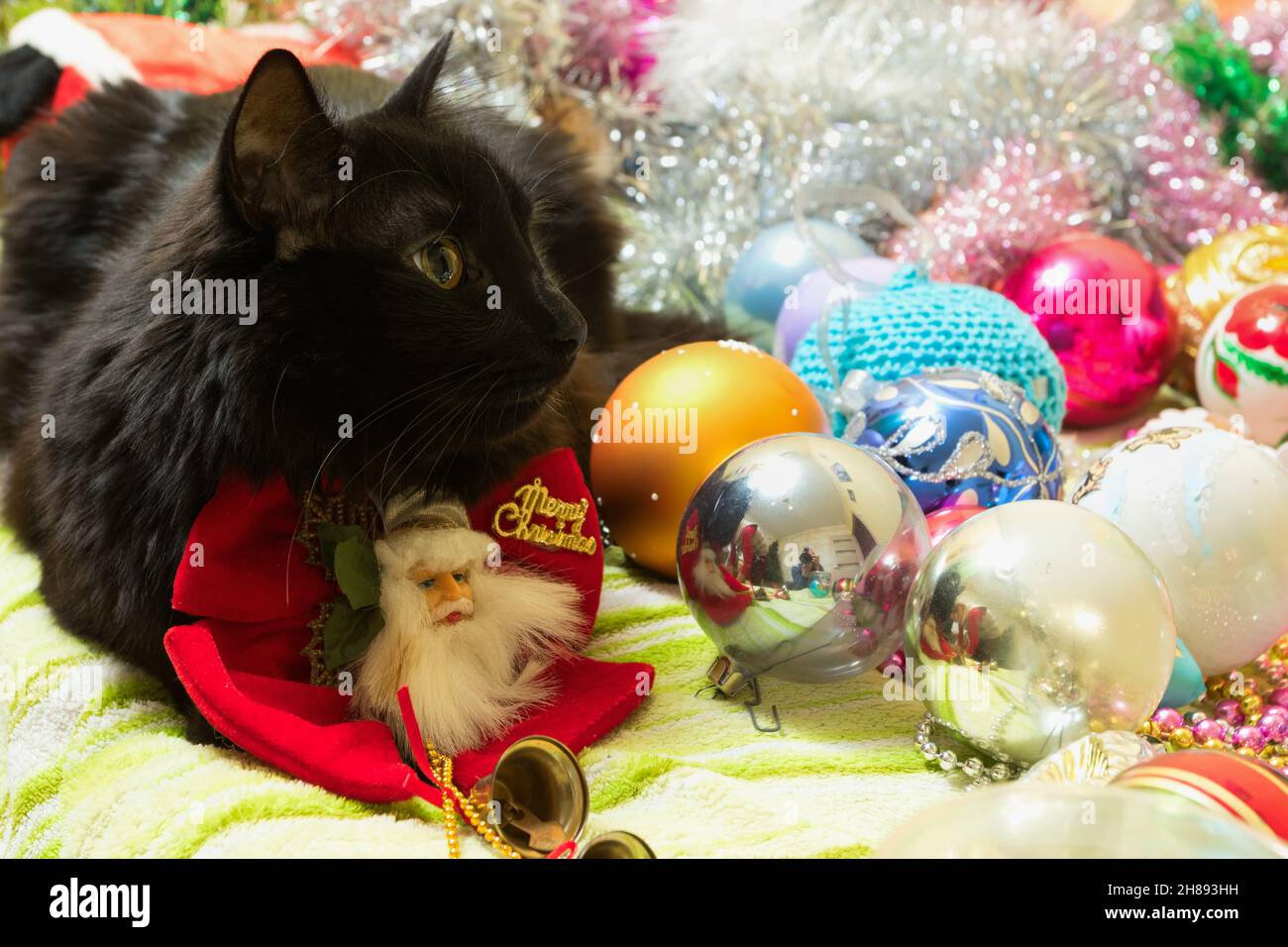 Christmas portrait of a cat in festive decorations. Stock Photo