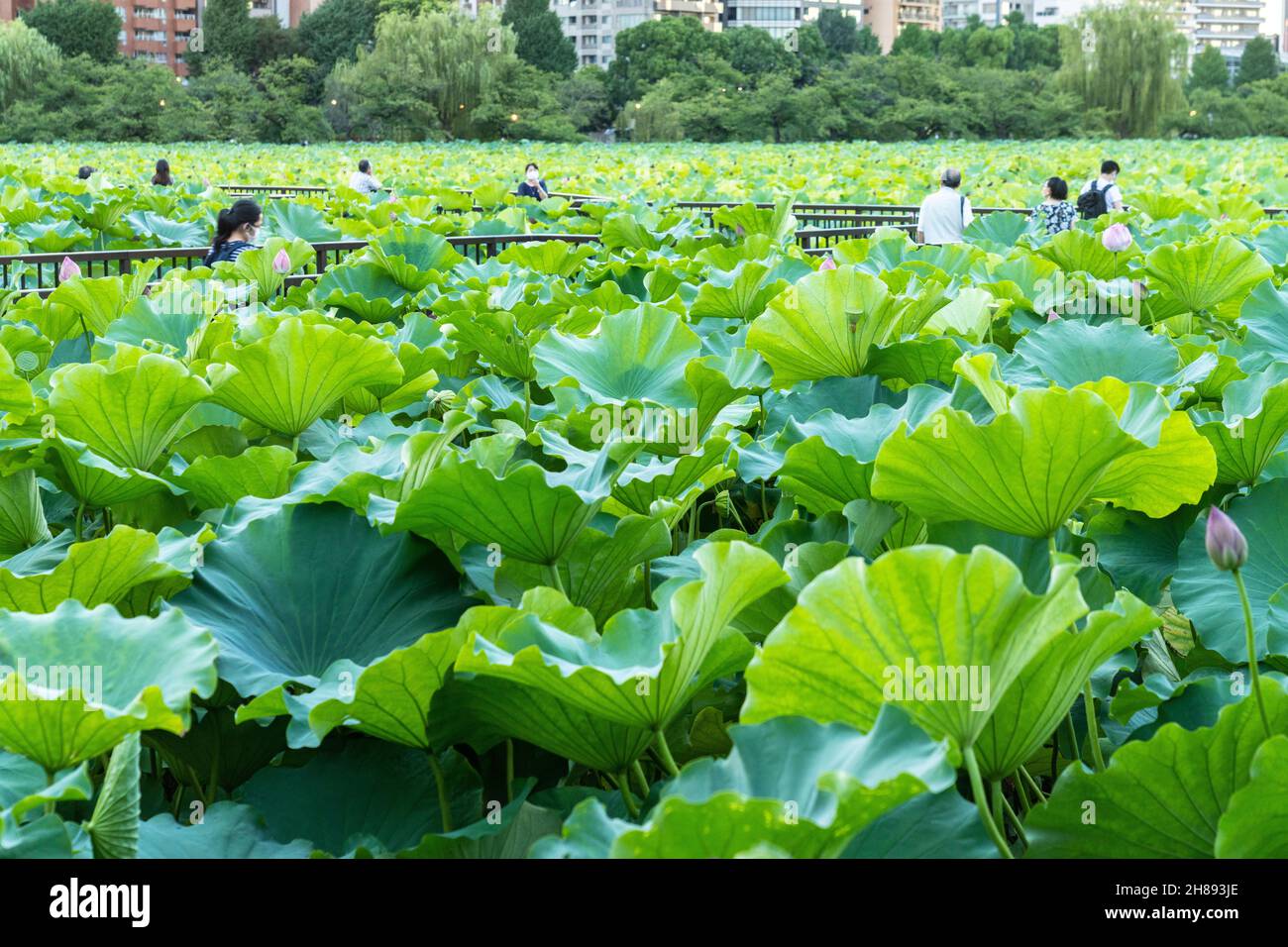 Japanese people gather around blooming lotus plants on Shinobazu Pond in Ueno Park, Tokyo, Japan. Stock Photo