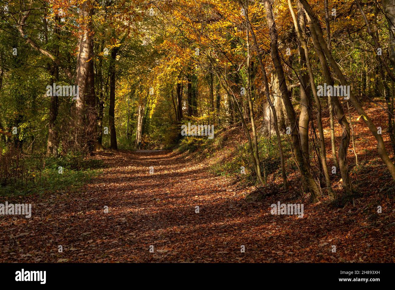Trees in autumn colours, Loggerheads, North Wales Stock Photo