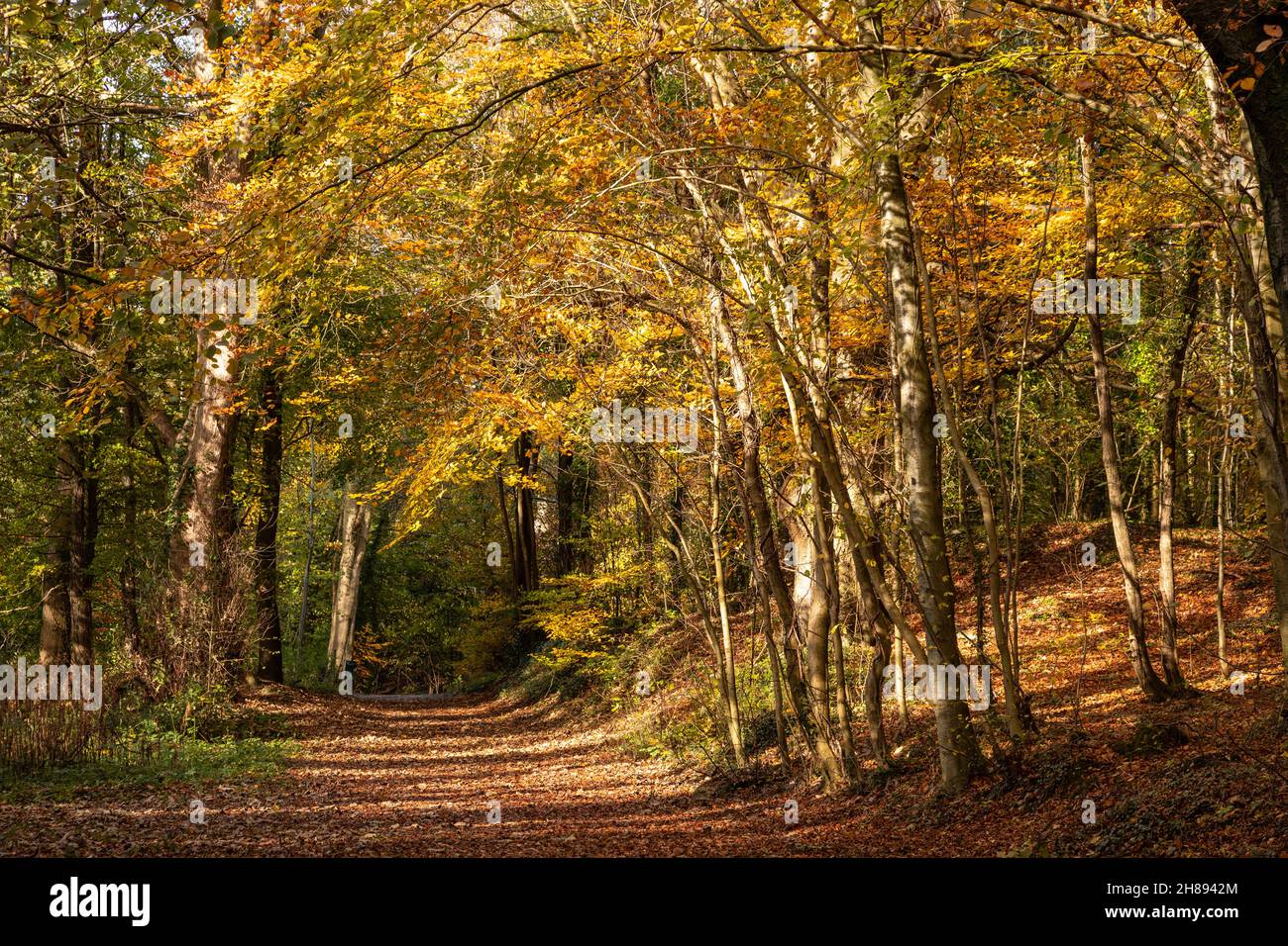 Trees in autumn colours, Loggerheads, North Wales Stock Photo