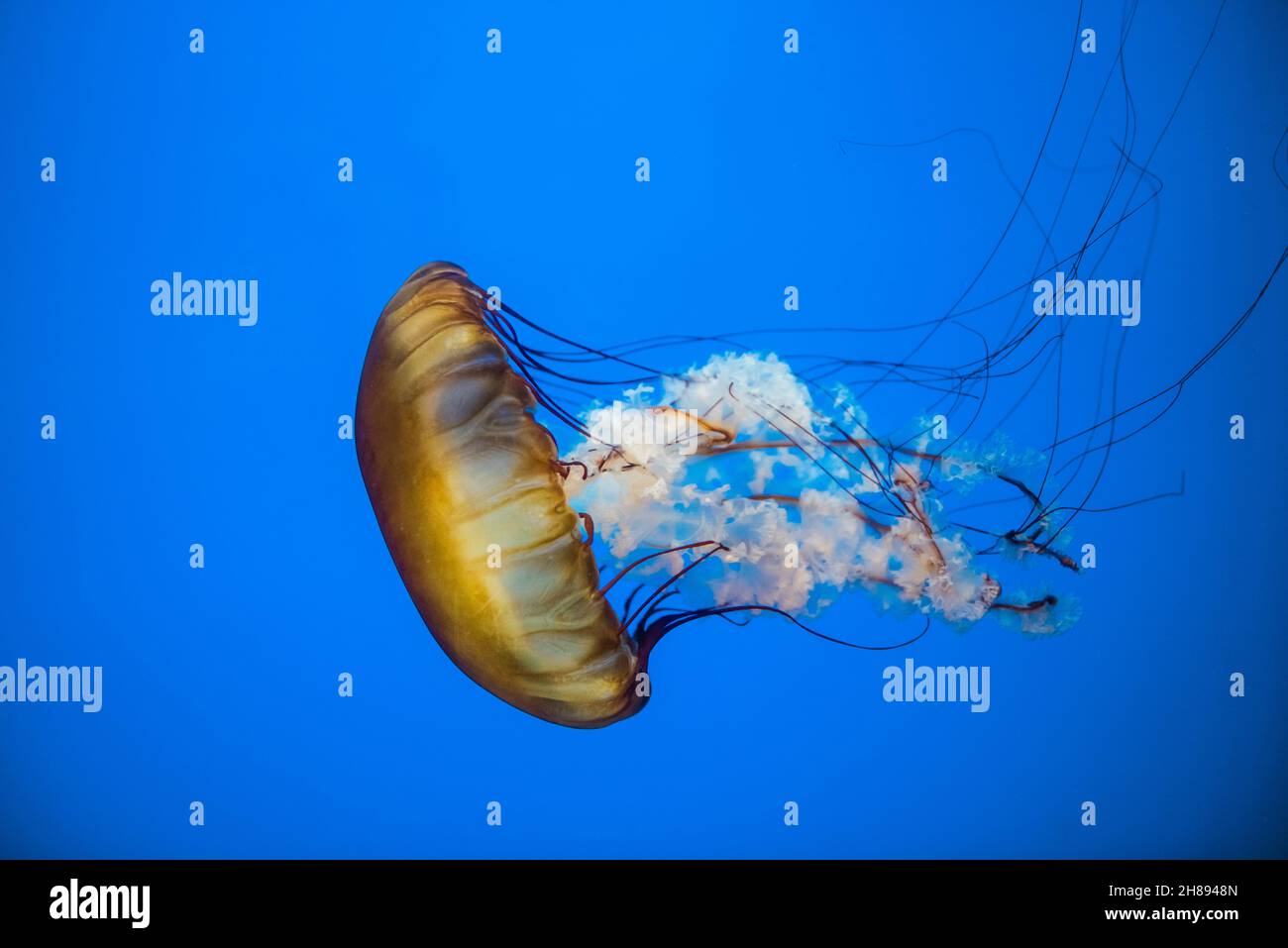 Details of a pacific sea nettle jellyfish Stock Photo