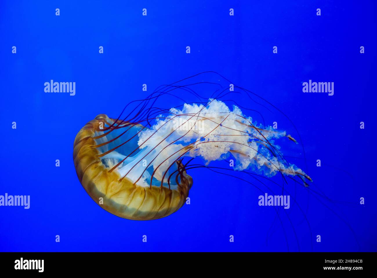 Chrysaora fuscescens or Pacific sea nettle a common jellyfish of the west coast Stock Photo