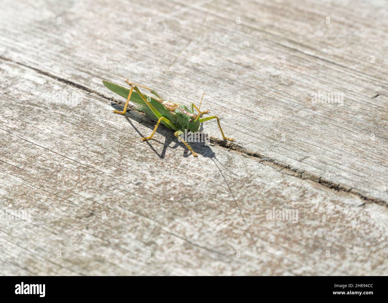 Green grasshopper on a wooden surface closeup. Wildlife. Grasshoppers, katydids - a family of Orthoptera insects. Stock Photo
