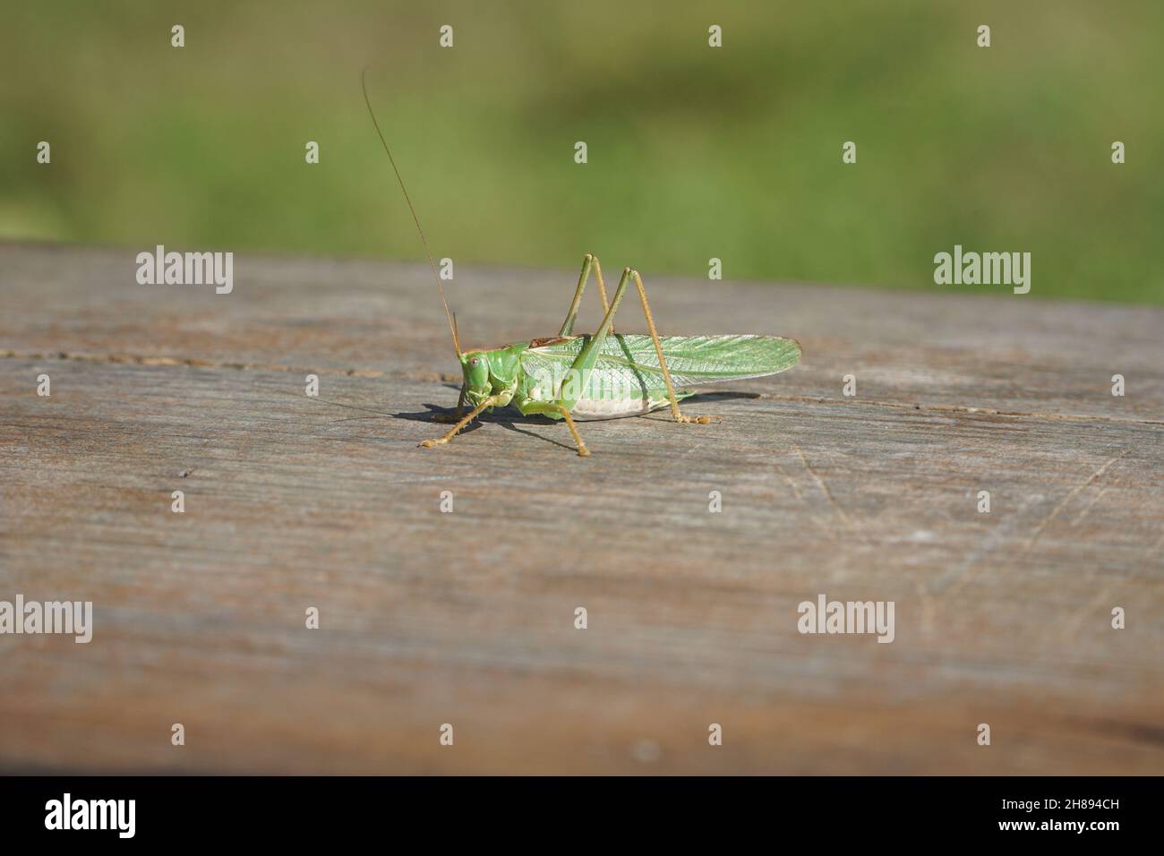 Green grasshopper on a wooden surface closeup. Wildlife. Grasshoppers, katydids - a family of Orthoptera insects. Stock Photo