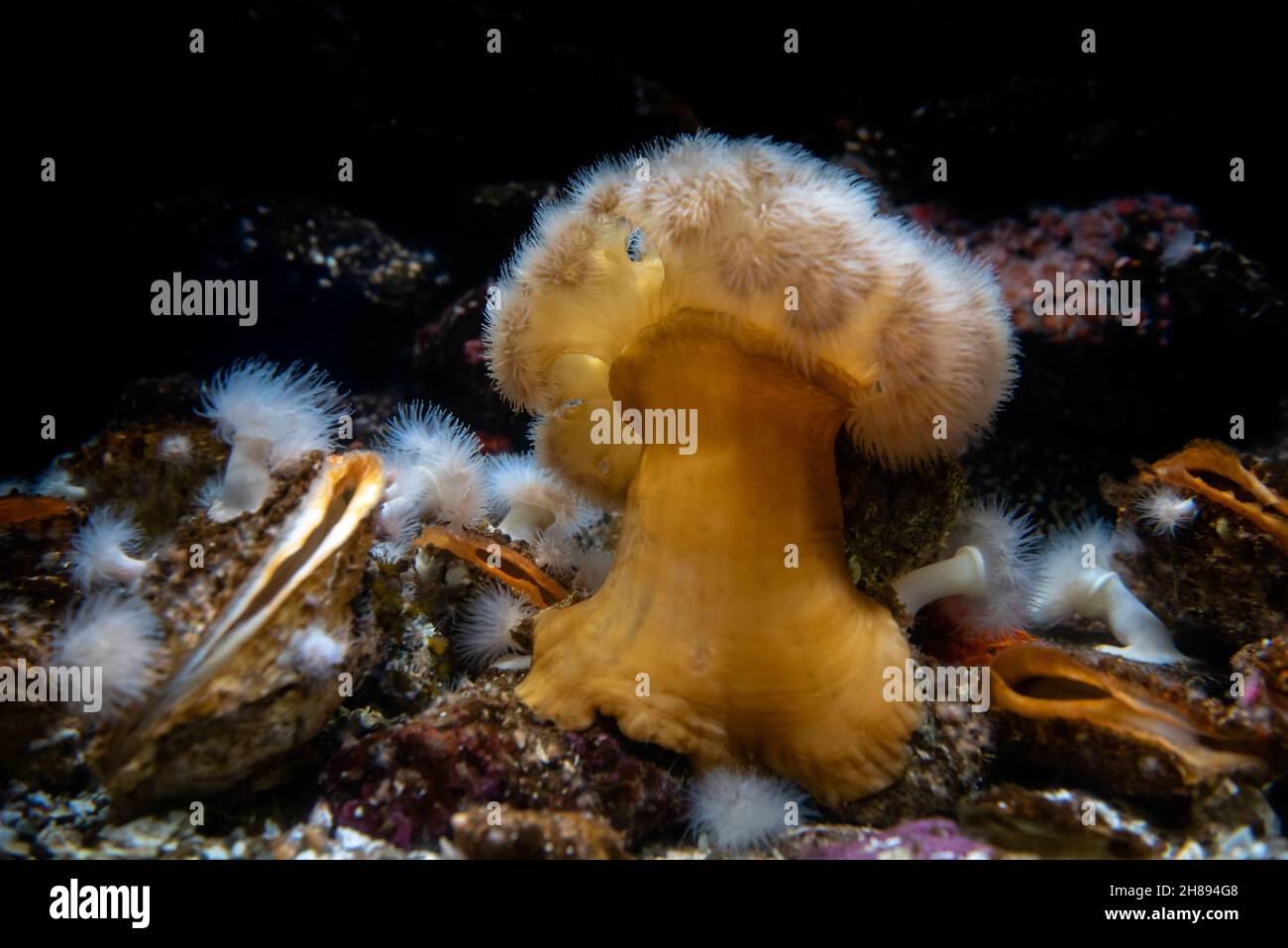 Clonal plumose anemone or Metridium senile Stock Photo