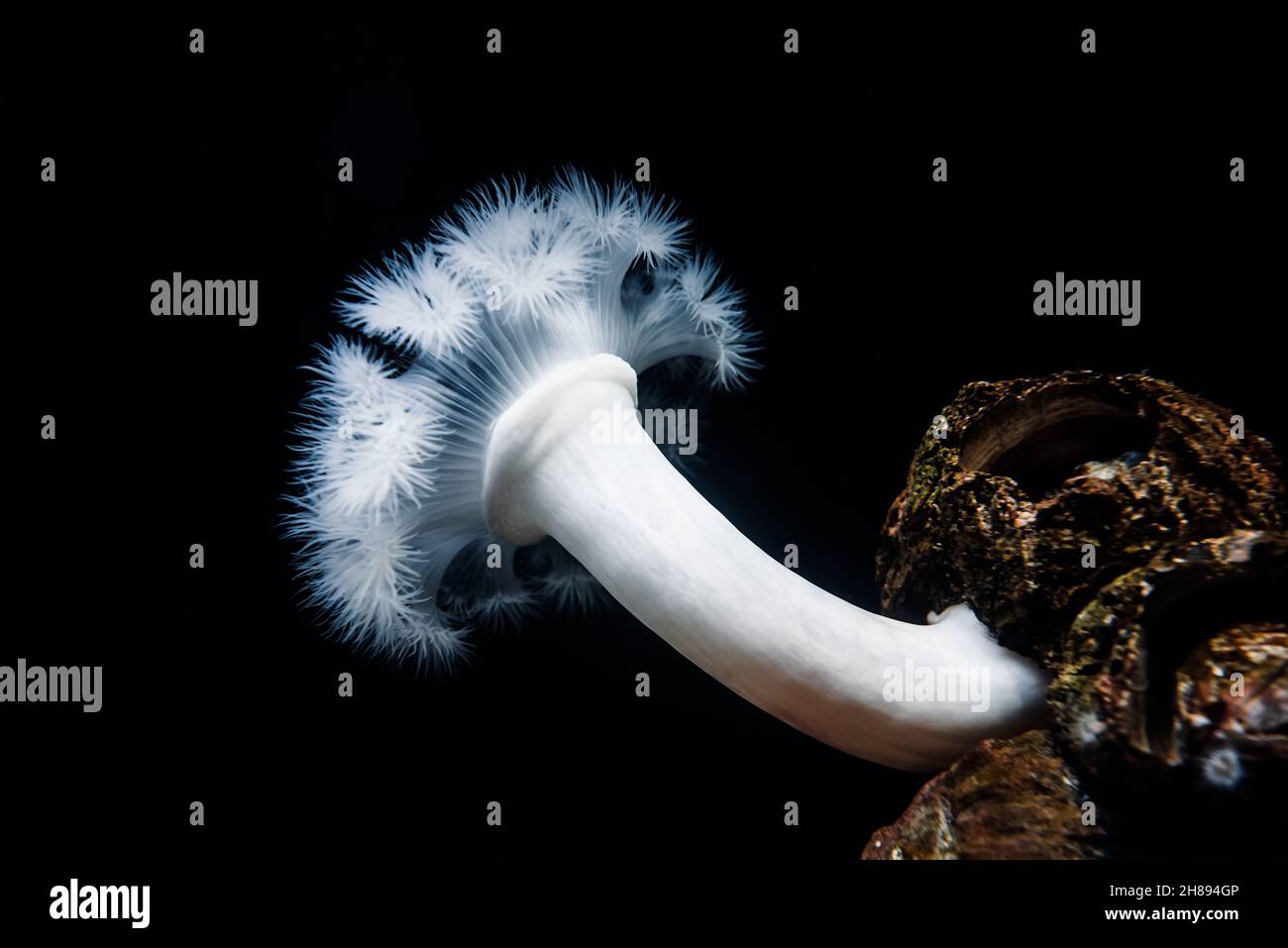 white-plumed anemone or Metridium farcime Stock Photo
