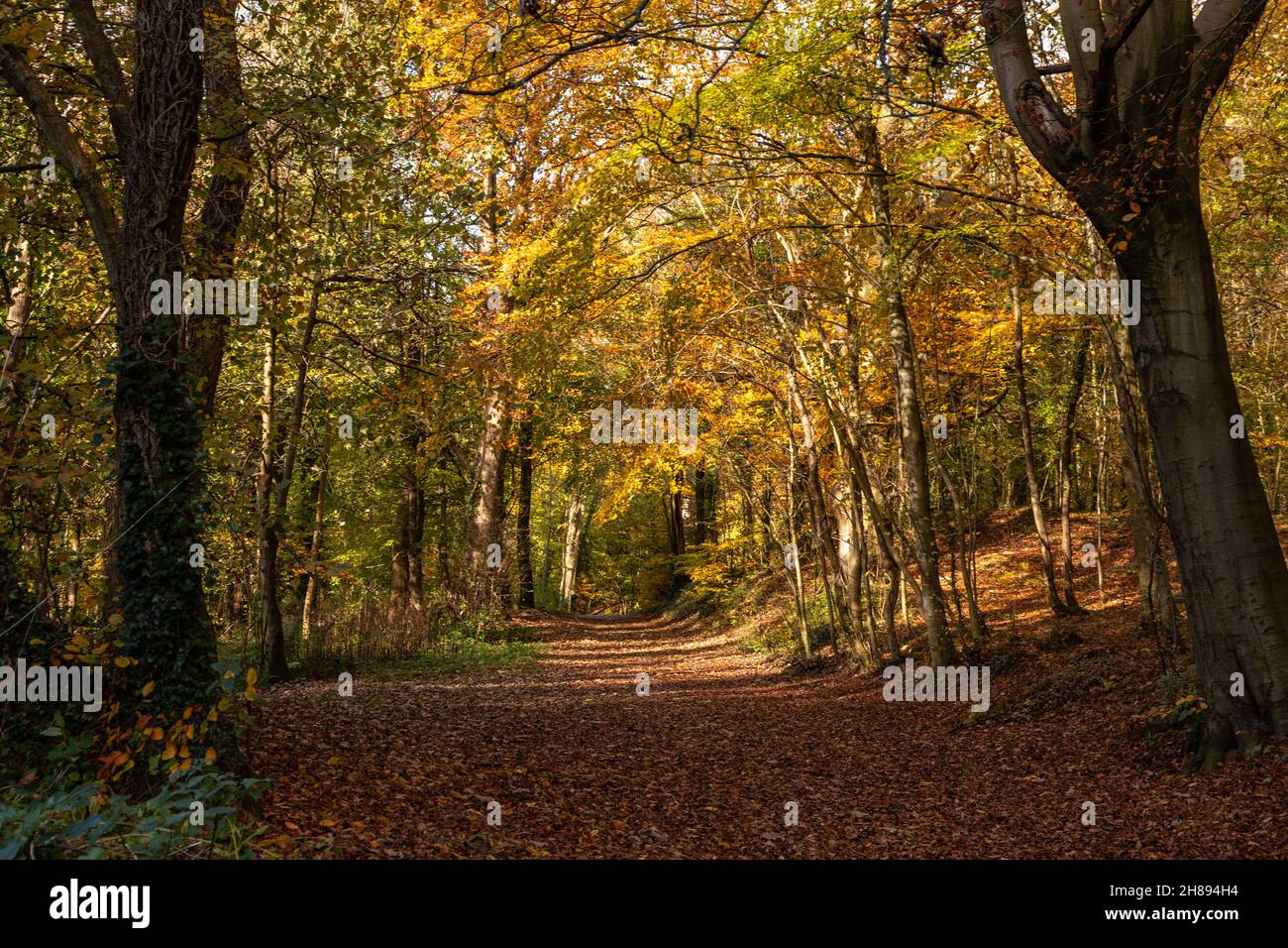 Trees in autumn colours, Loggerheads, North Wales Stock Photo
