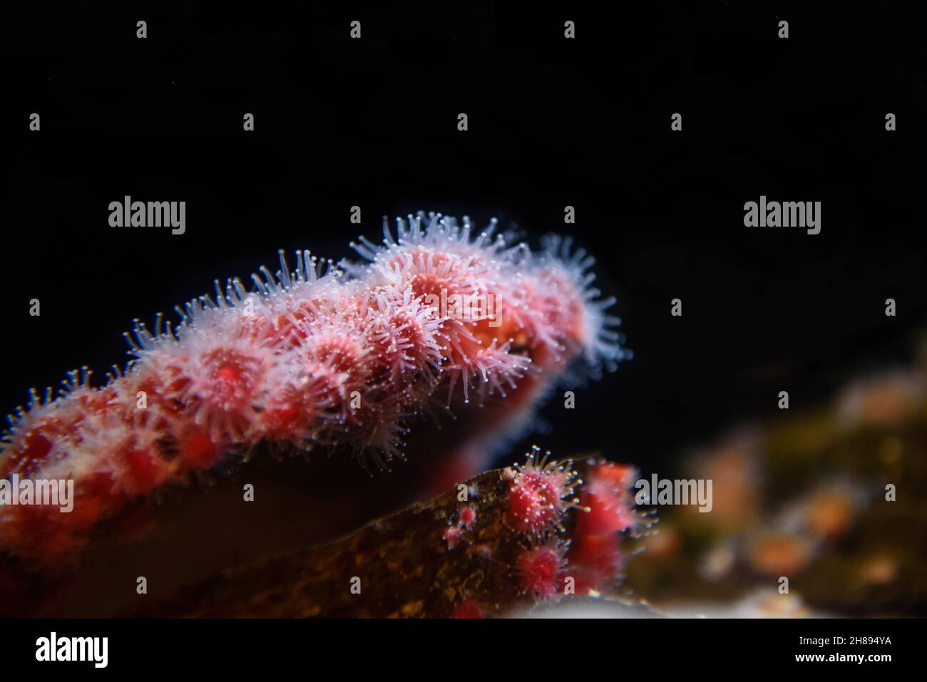 Corynactis californica or strawberry anemone Stock Photo