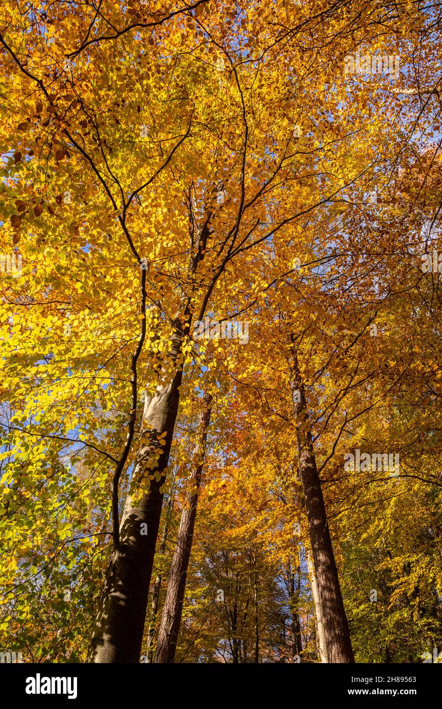 Trees in autumn colours, Loggerheads, North Wales Stock Photo