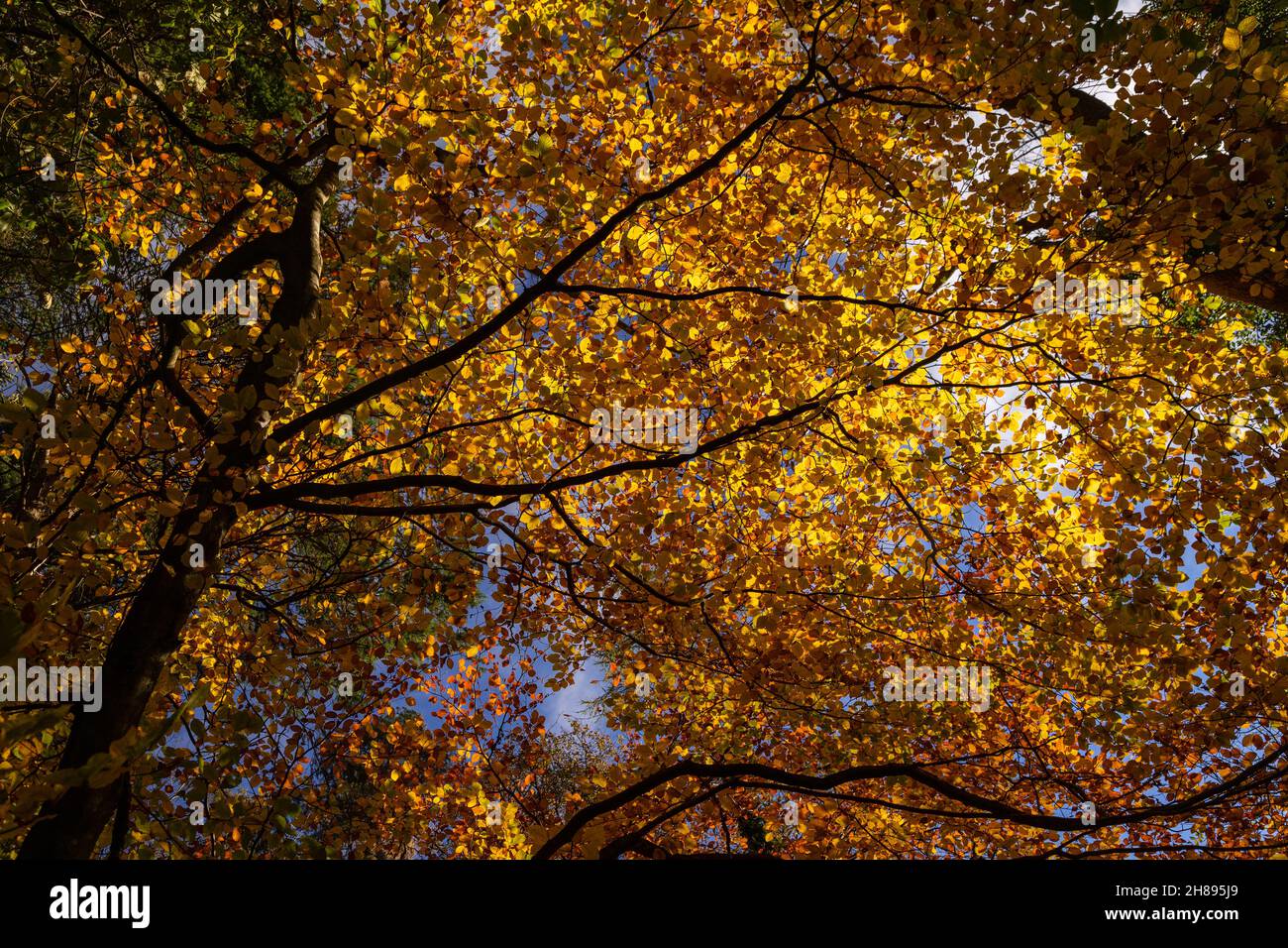 Trees in autumn colours, Loggerheads, North Wales Stock Photo